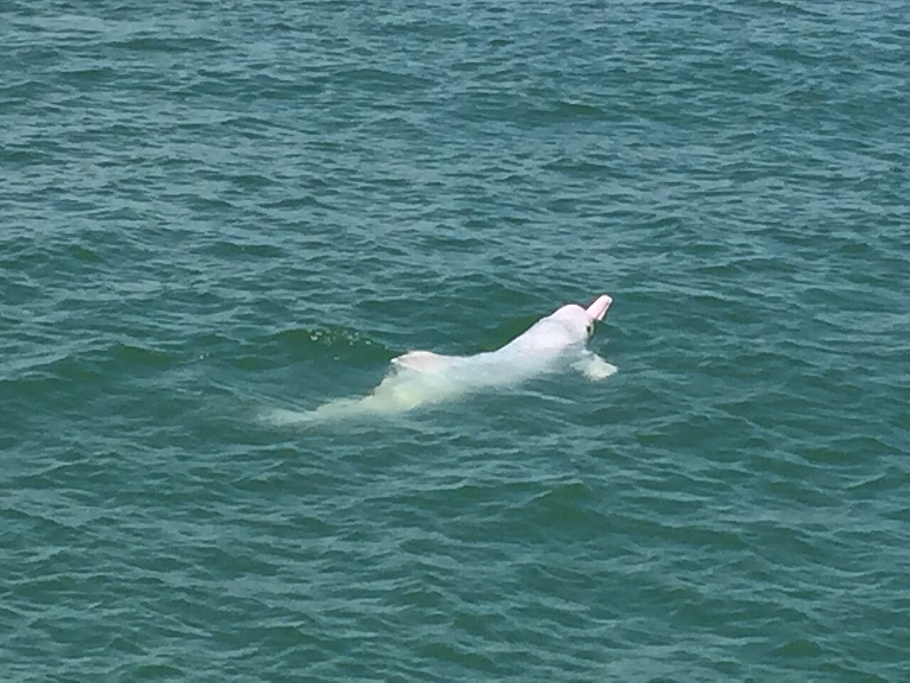 中華白海豚在海面躍出的姿態